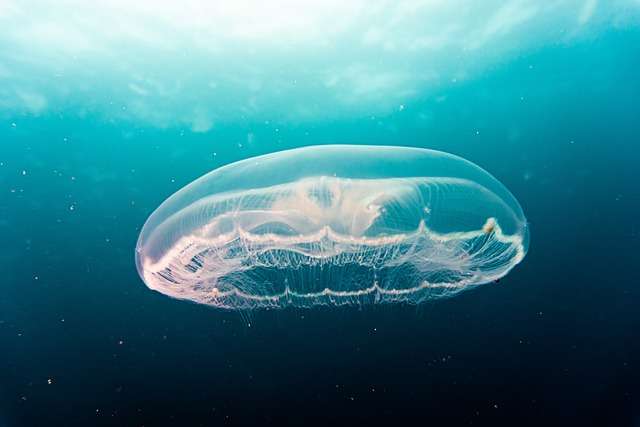 En este momento estás viendo 8 de junio de 2024. Día Mundial de los Océanos. La oceanografía química, una disciplina clave y fundamental para cuidar y conservar los mares